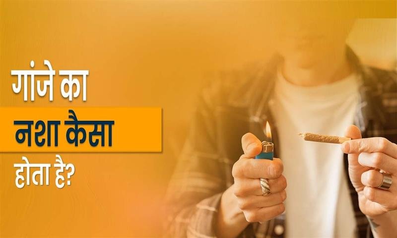 गांजे का नशा कैसा होता है?